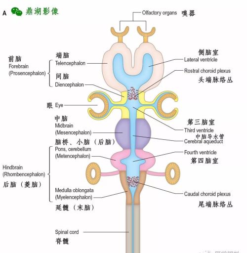 中枢神经系统脑的组成(中枢神经系统 | 脑干的内部结构)