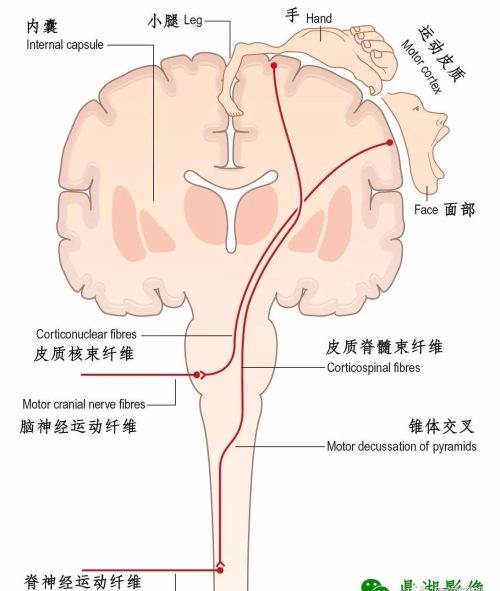 中枢神经系统脑的组成(中枢神经系统 | 脑干的内部结构)