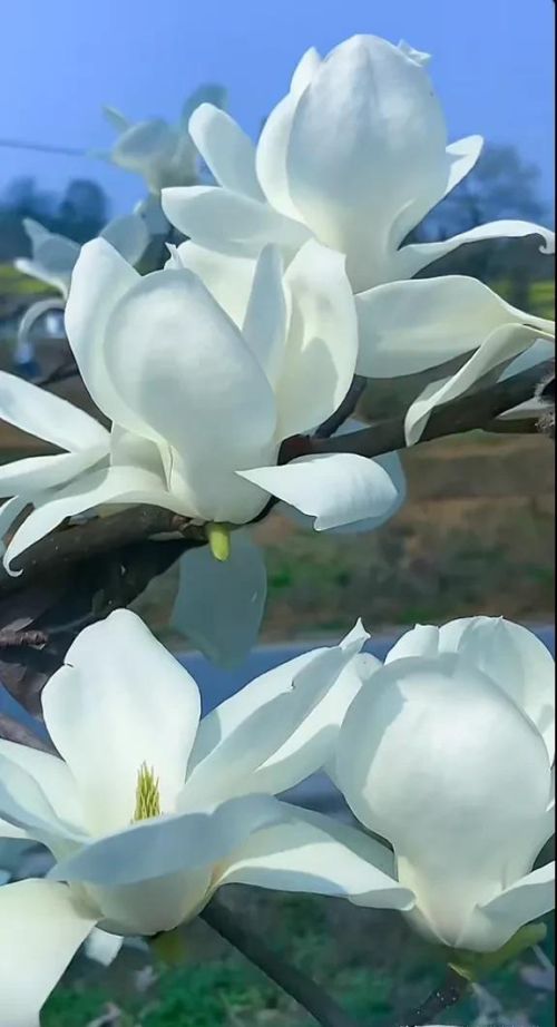 花团锦簇的鲜花(鲜花锦簇是成语吗)