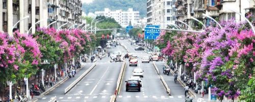 漳州街头繁花盛放,一起来走花路吧!(漳州繁华)