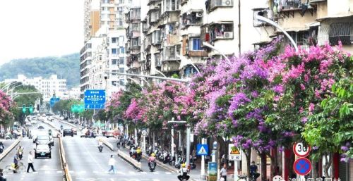 漳州街头繁花盛放,一起来走花路吧!(漳州繁华)