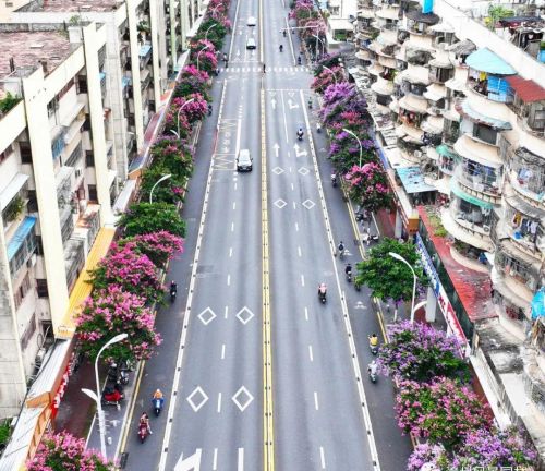 漳州街头繁花盛放,一起来走花路吧!(漳州繁华)