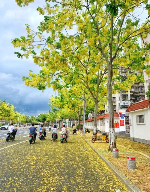 漳州街头繁花盛放,一起来走花路吧!(漳州繁华)