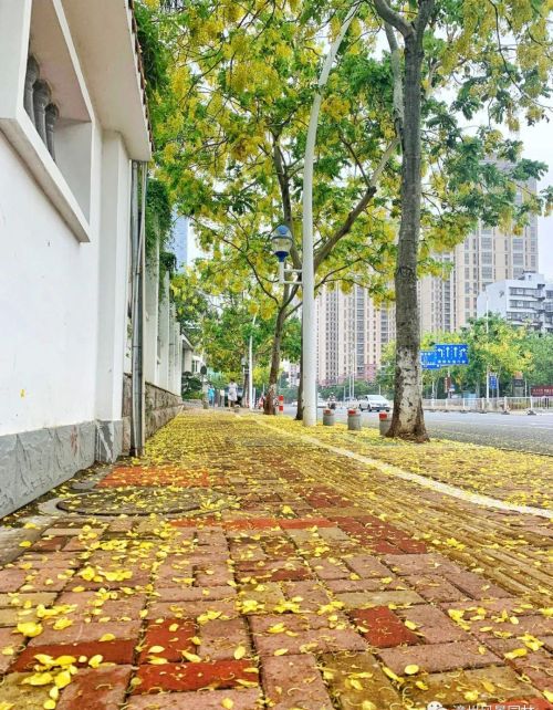 漳州街头繁花盛放,一起来走花路吧!(漳州繁华)