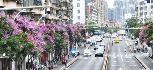 漳州街头繁花盛放,一起来走花路吧!(漳州繁华)