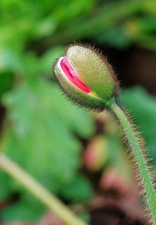 四季繁花下一句(四季繁花的意思)