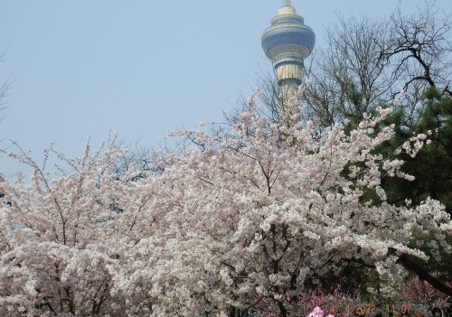 玉渊潭公园赏樱花攻略(玉渊潭公园樱花观赏路线)