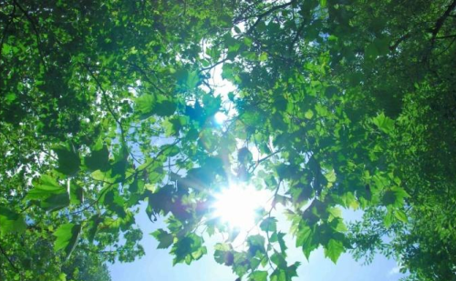 夏日的繁华日渐淡尽(夏日的繁华日渐淡尽)