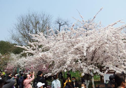 玉渊潭公园赏樱花攻略(玉渊潭公园樱花观赏路线)