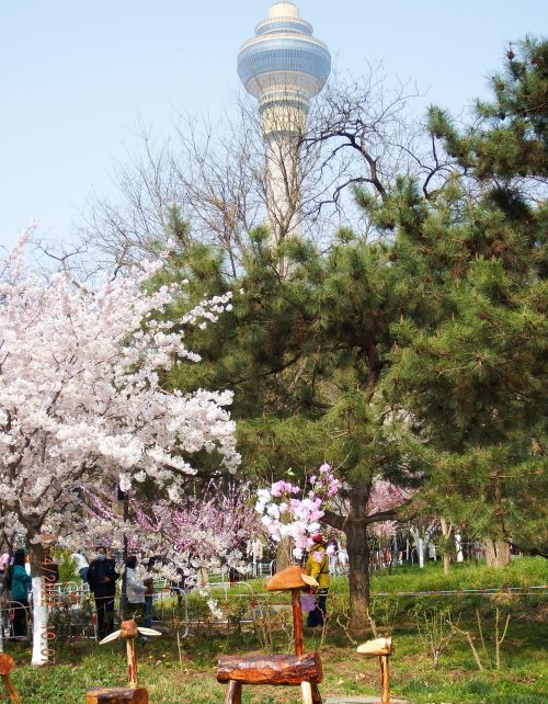 玉渊潭公园赏樱花攻略(玉渊潭公园樱花观赏路线)