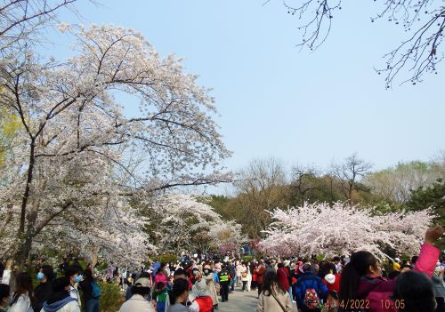 玉渊潭公园赏樱花攻略(玉渊潭公园樱花观赏路线)