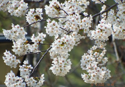 玉渊潭公园赏樱花攻略(玉渊潭公园樱花观赏路线)