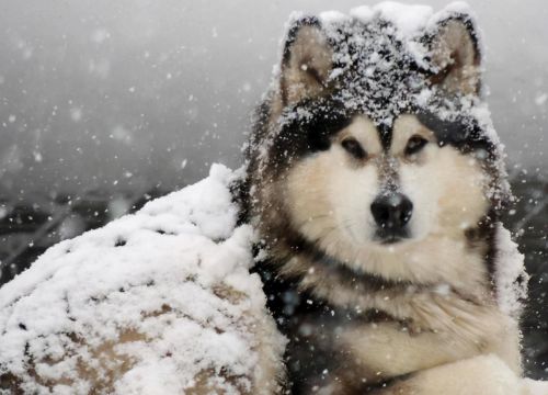 阿拉斯加犬价格多少钱一只(阿拉斯加犬的价钱)