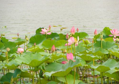 无法在一起的人把爱藏在心里(无法在一起的人把爱藏在心里 词)