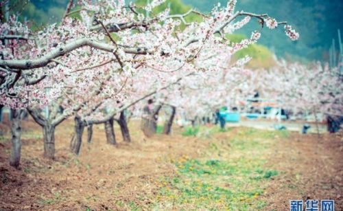 多彩桃花，绚丽绽放——北京平谷国际桃花节浪漫开启