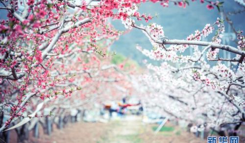 多彩桃花，绚丽绽放——北京平谷国际桃花节浪漫开启