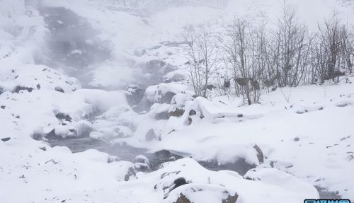 长白山长年积雪(长白山终年积雪)