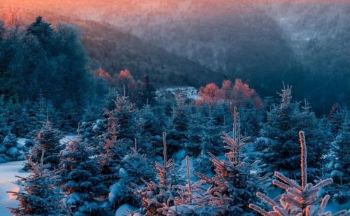 千年积雪万年松 直上人间第一峰 神山圣水奇林仙果 长白山欢迎您