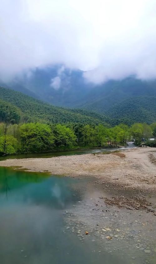 这一棵棵茶树是什么歌(这一棵棵茶树像什么)