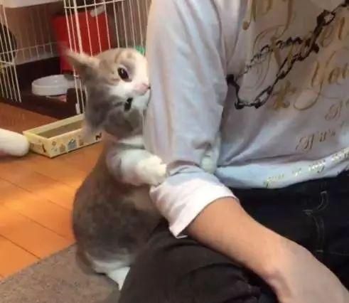 为什么养了猫会后悔(为什么养了猫就很倒霉)