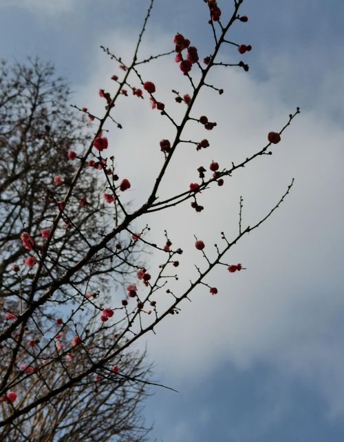 一树繁花一树春,东风不怠四时轮 意思(一树繁花一树诗, 千树花语为谁痴)