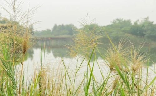 深圳秋冬值得去的地方推荐(深圳有秋冬吗)