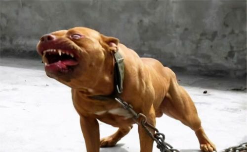 世界上最凶猛的狗狗(世界上最凶猛的狗排名前十)