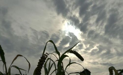 解落三秋叶能开二月花的三秋是什么意思(“解落三秋叶,能开二月花”)