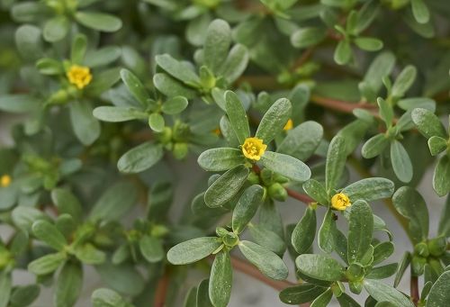 田地里的杂草该怎么除(除草剂防治农田杂草的使用方法)