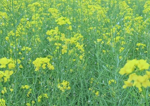 田地里的杂草该怎么除(除草剂防治农田杂草的使用方法)