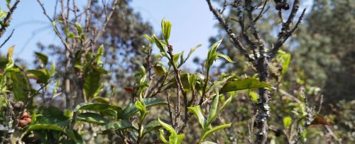 如何自制春茶(春茶制作过程)