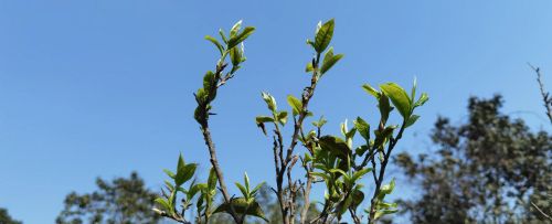 如何自制春茶(春茶制作过程)