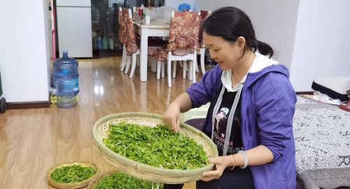 如何自制春茶(春茶制作过程)