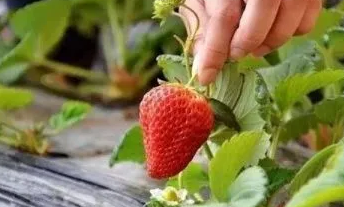 草莓开花后多久果实能够成熟呢(草莓开花之后多久结果)