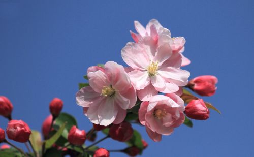 海棠什么时候开花?花期是什么时候?(海棠什么时候开花结果)