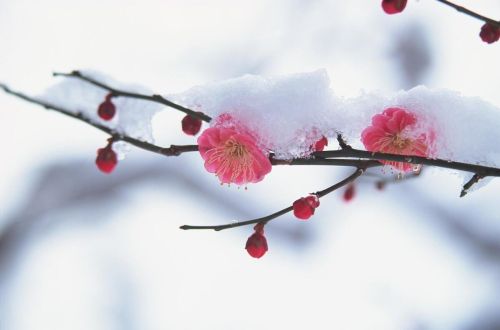 苍山负雪明烛天南,的深层含义(苍山负雪明烛天南是什么句式)