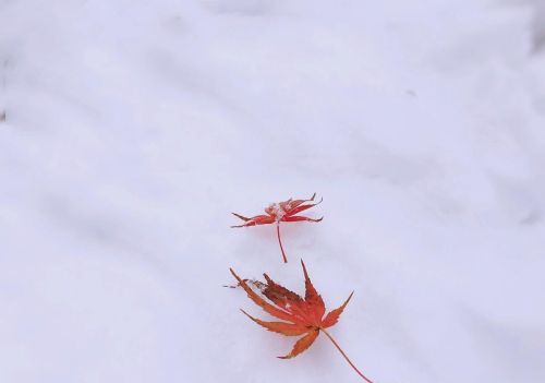 苍山负雪明烛天南,的深层含义(苍山负雪明烛天南是什么句式)