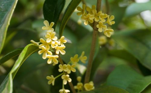 桂花何应龙这首诗的解释(桂花不须折,碧流清且洁什么意思)