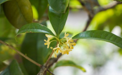 桂花何应龙这首诗的解释(桂花不须折,碧流清且洁什么意思)