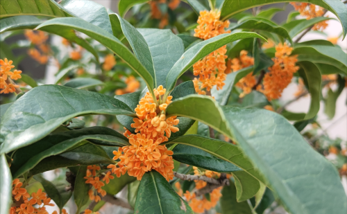 桂花何应龙这首诗的解释(桂花不须折,碧流清且洁什么意思)