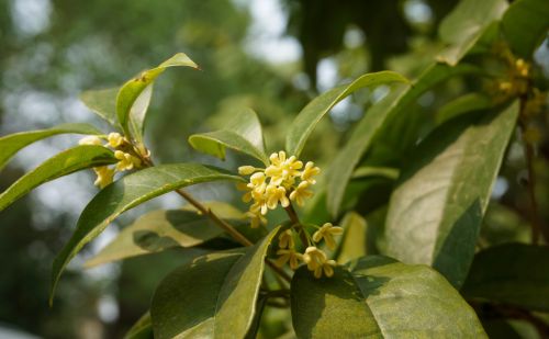 桂花何应龙这首诗的解释(桂花不须折,碧流清且洁什么意思)