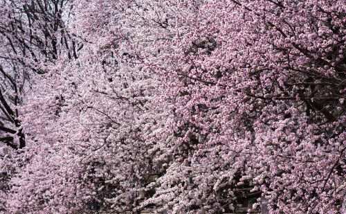 春暖花开赞美桃花的句子(春暖桃花开的说说)