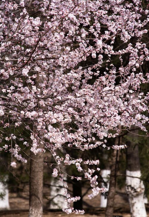 春暖花开赞美桃花的句子(春暖桃花开的说说)