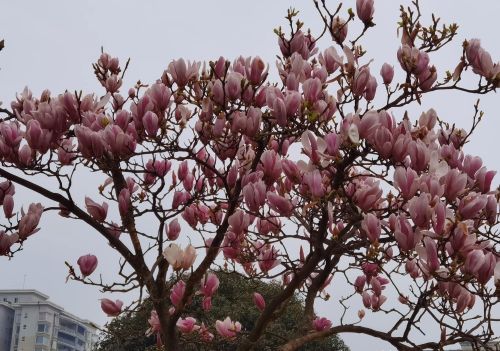 阳光明媚春风和煦什么意思(阳光明媚春风和煦的时节,在美不胜收句子主干)