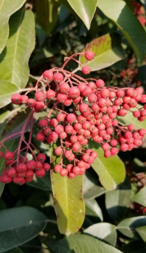 石楠与火棘的果实区分(石楠花和火棘花的鉴别)