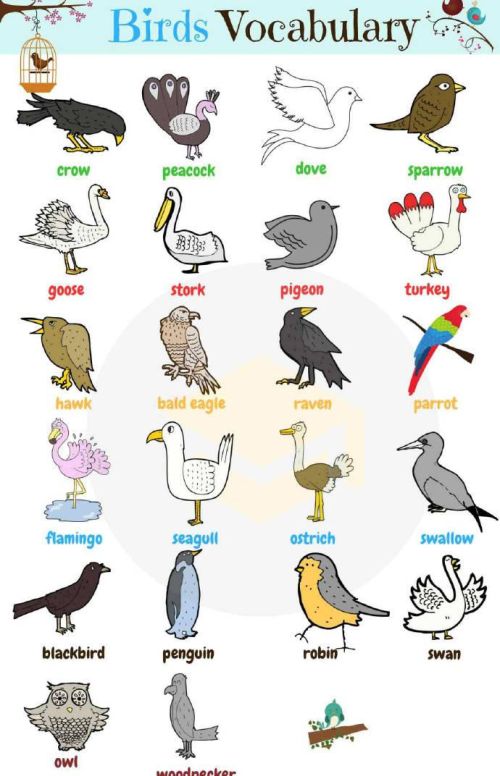 鸟类相关英文的全部表达方式(鸟类相关英文的全部表达是什么)