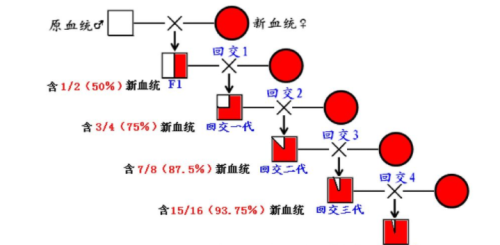 动物回交是什么情况?难道就没有伦理道德的问题吗?(动物回交是什么意思)