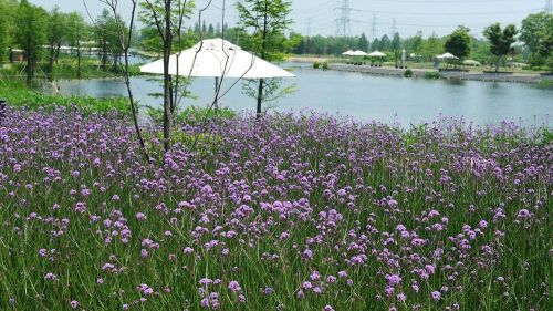 适合庭院种植的灌木花卉(庭院适合栽什么灌木)