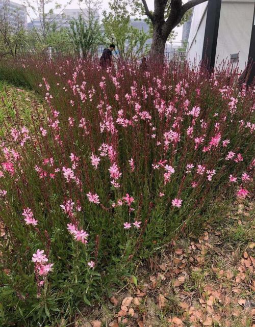 适合庭院种植的灌木花卉(庭院适合栽什么灌木)