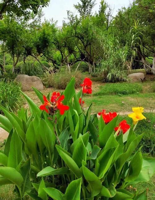 冬天开花的草本花卉是什么花(冬天开花的植物花卉有哪些)